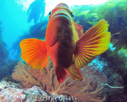 I was trying to get the gorgonian properly exposed with t... by Walt Conklin 